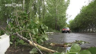 Ураган, прошедший 30 мая в Казани, повалил более тысячи деревьев
